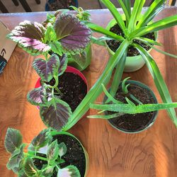 Selection of Large Plants Houseplants or Shaded Balcony 