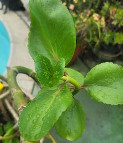 ORGANIC KALANCHOE CARNEA PLANT.