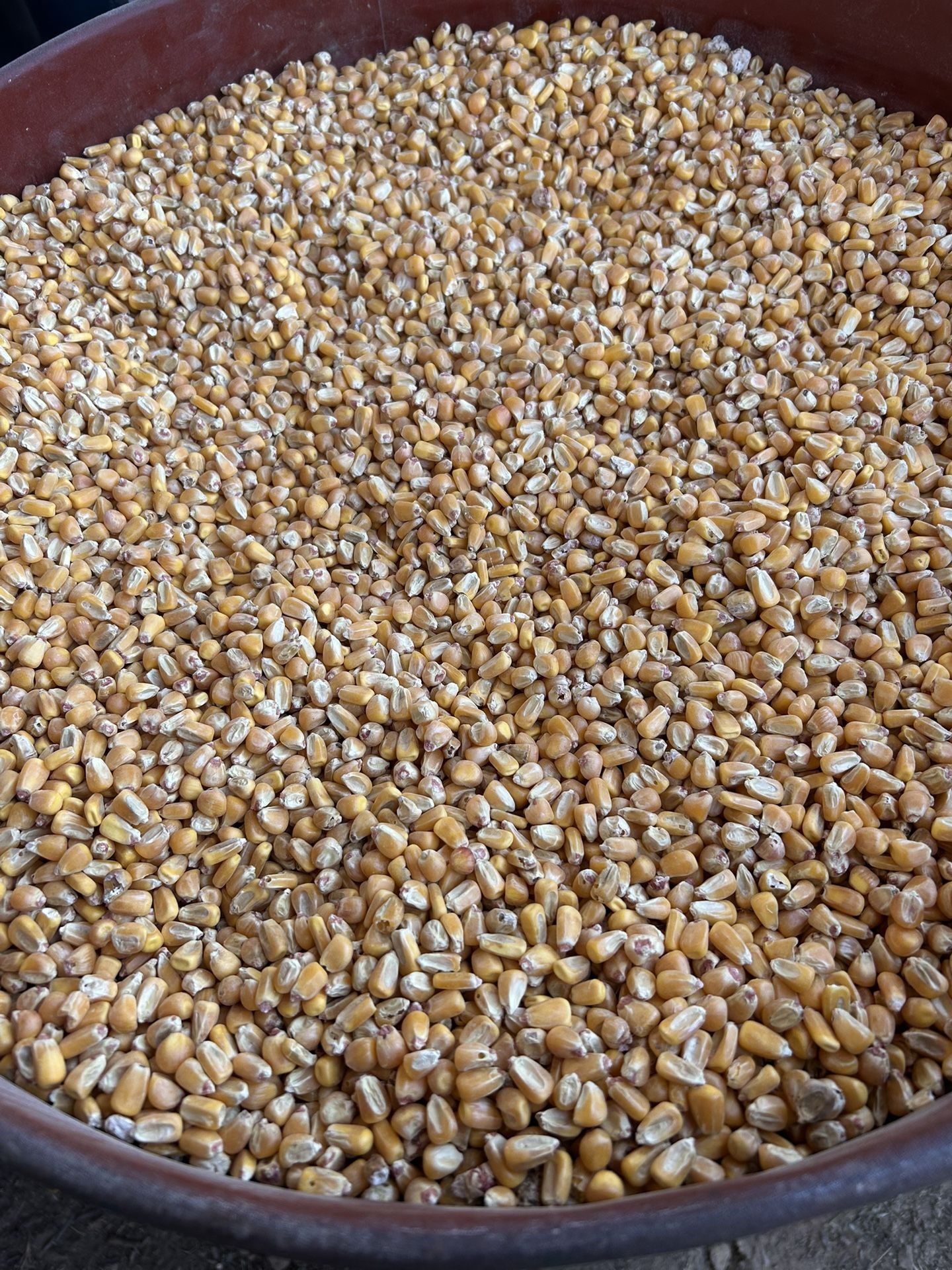 Yellow Corn Feed