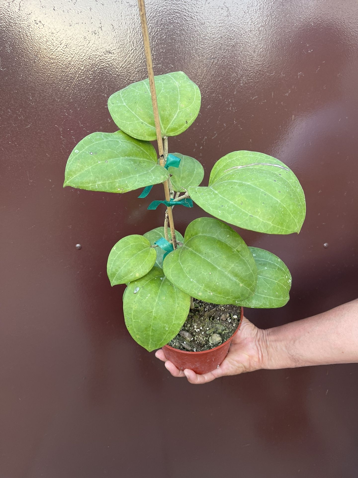 6” Big Hoya Sarawak W/ Trellis