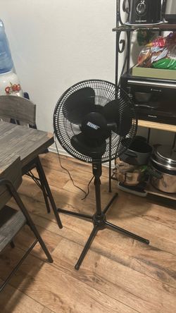 Fan