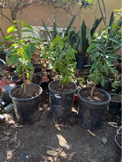 Guanábana(soursop trees) 5 galones