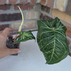 Rare High Variegation Batik Syngonium Plant