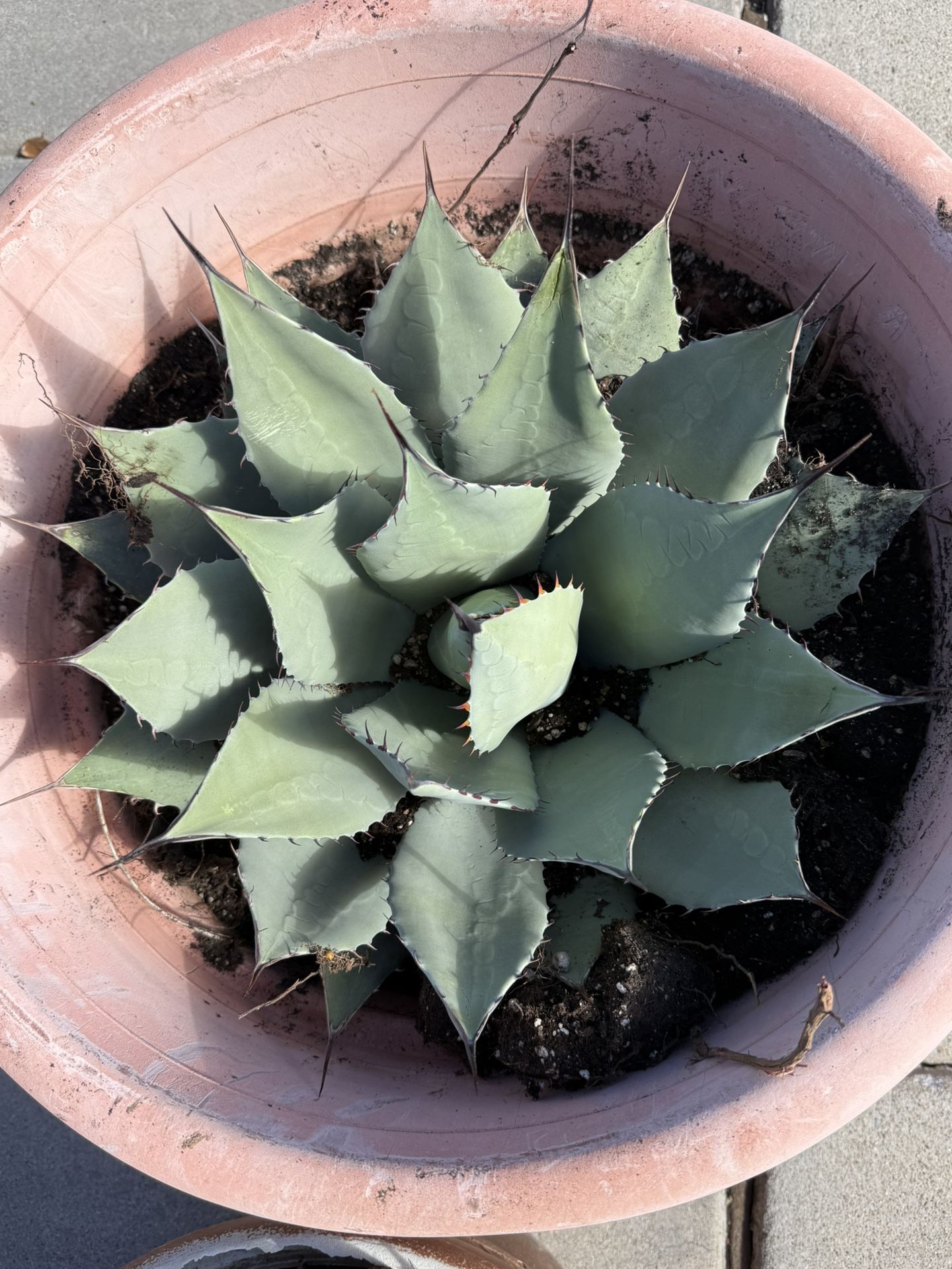 AGAVE CACTUS