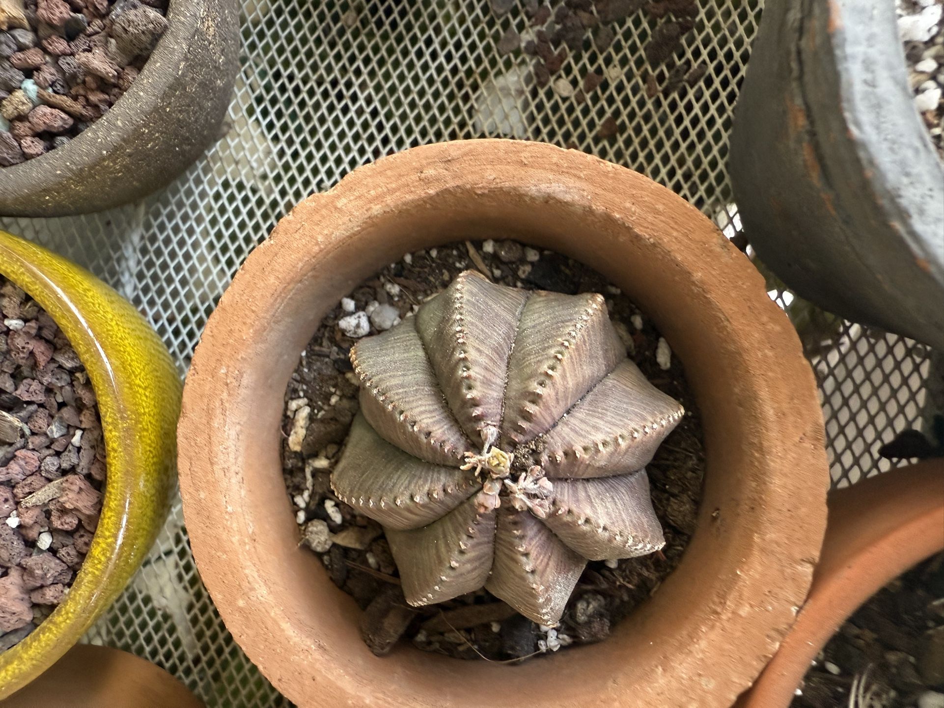 Free Euphorbia