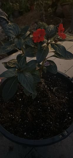 Sunpatiens flower