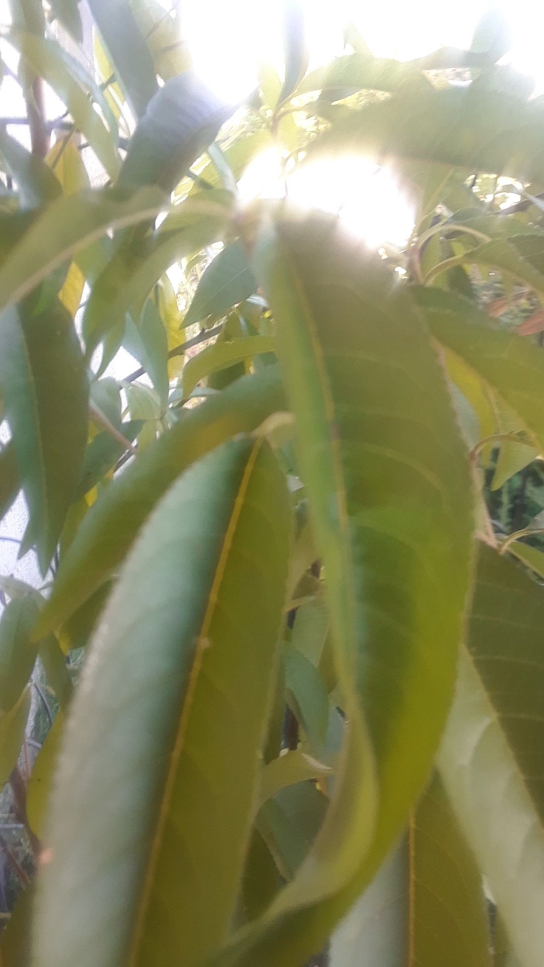 GEORGIA CLING PEACH 8 FEET TALL IN A 5 GALLON POT