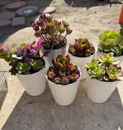 Potted succulents - $4 each