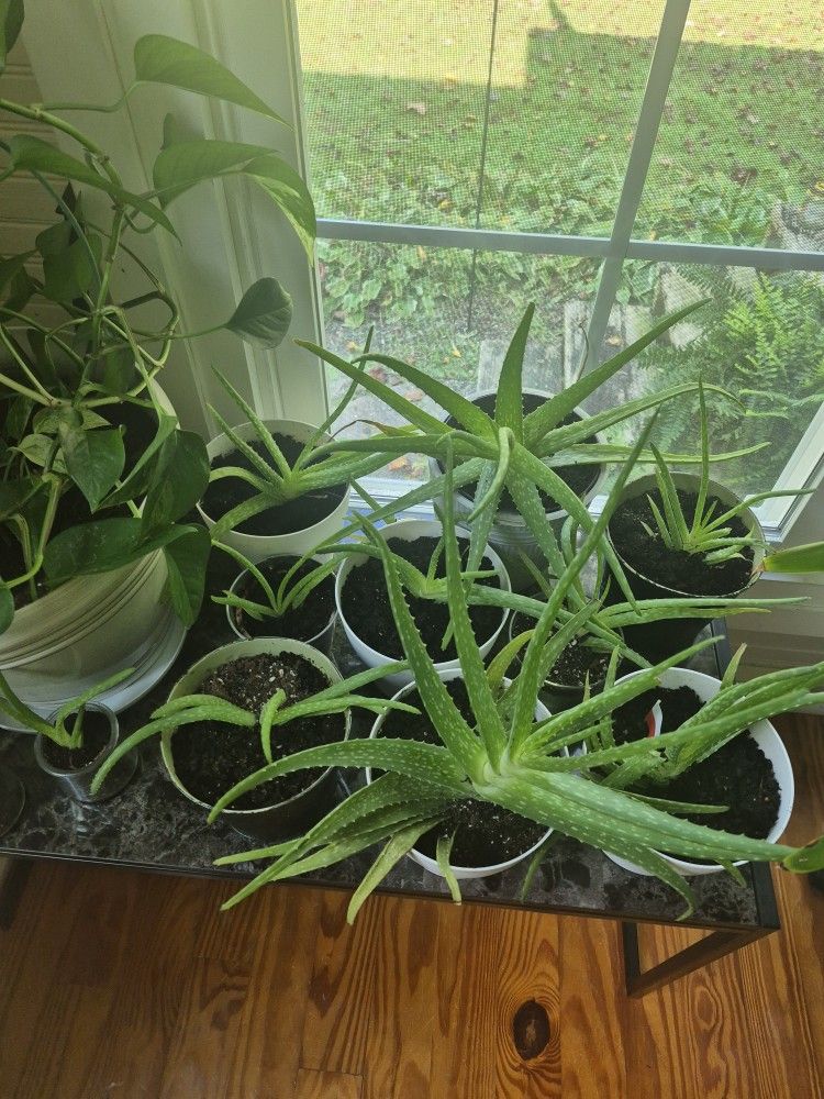 Aloe $1-$7