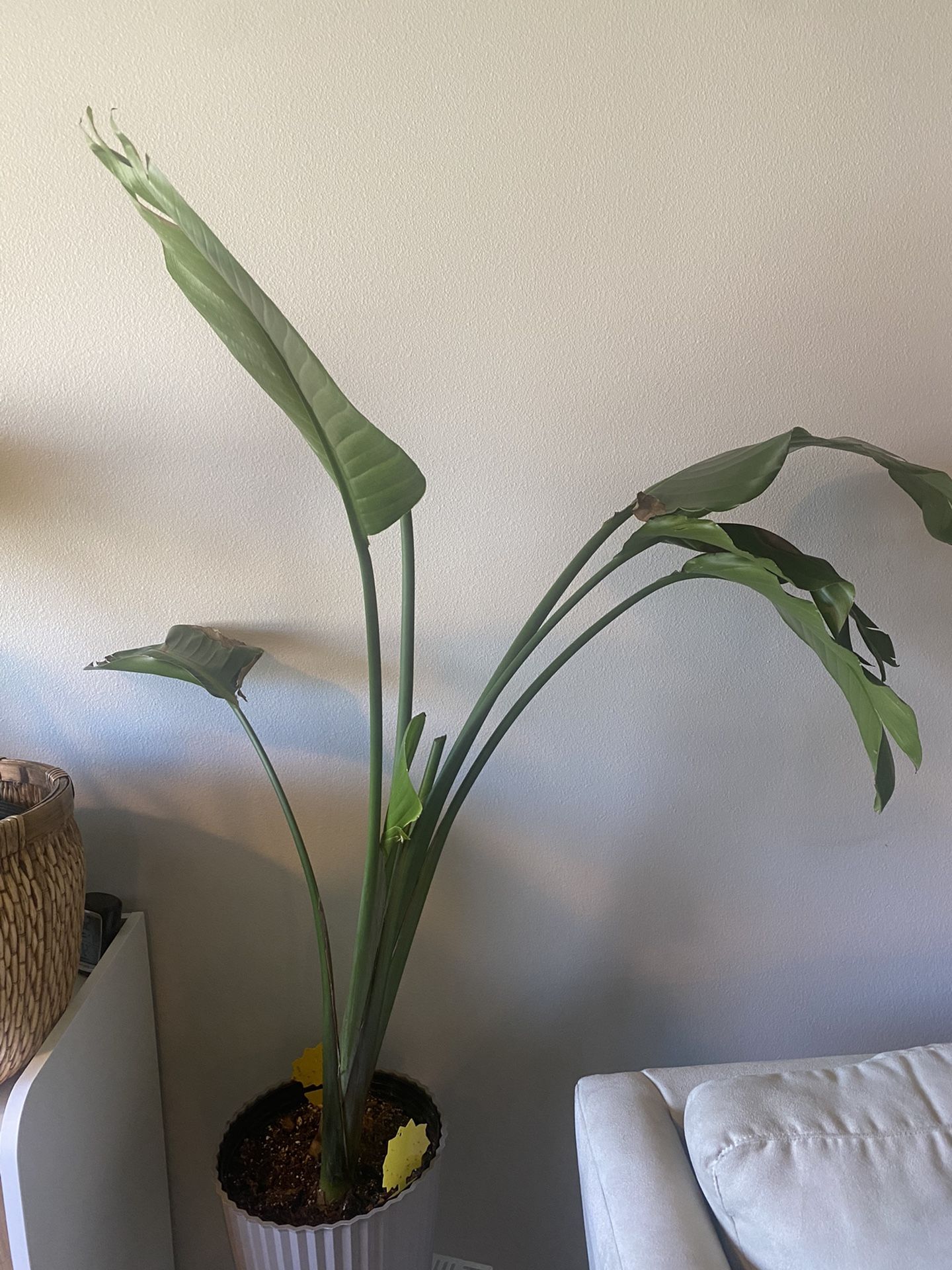 Live Tall Real Houseplant Birds of Paradise