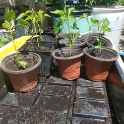 Pasilla chili plants