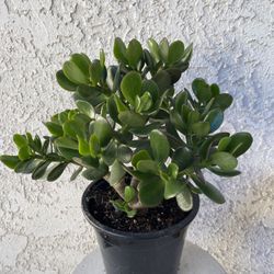 1.5 Gallon Pot Succulent Plant - Crassula Ovata  -  Classic Jade Plant - Rooted & Established - Drought Resistant 🪴 