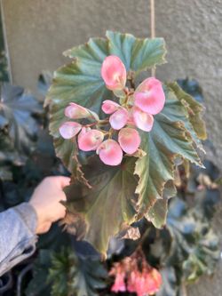 Pink Flowering Begonia Plant