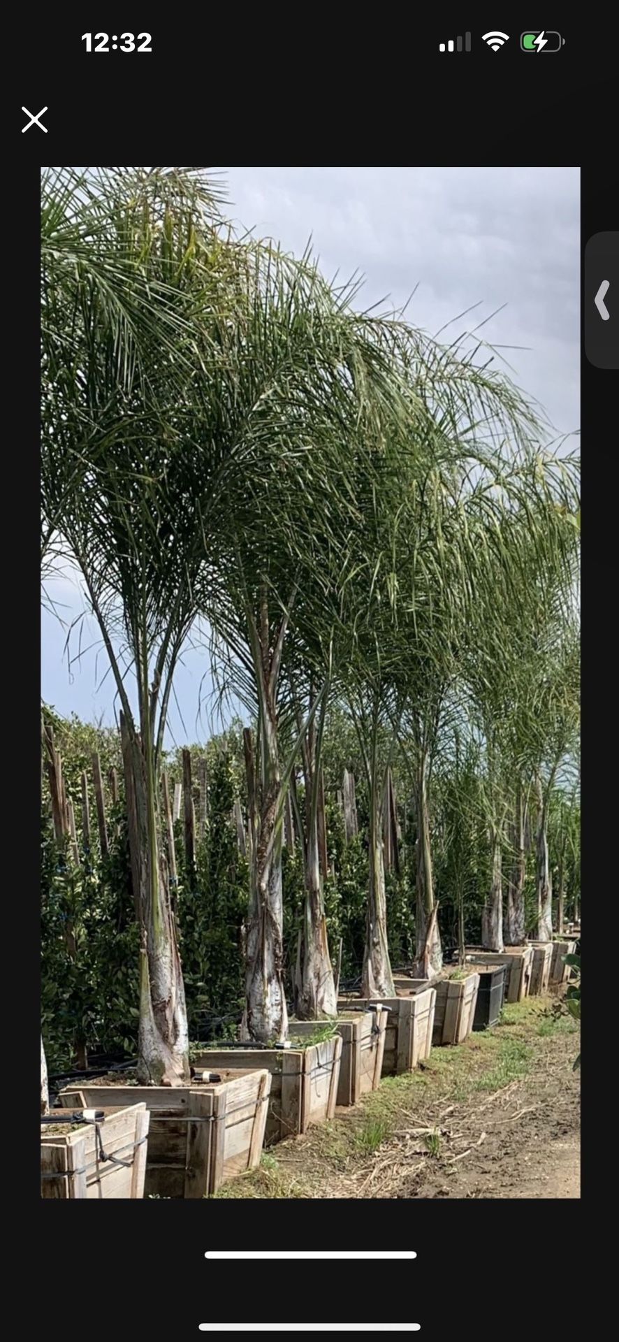 Queen palm tree 24” box