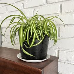 Big Curly Leaf Spider or Ribbon Plant