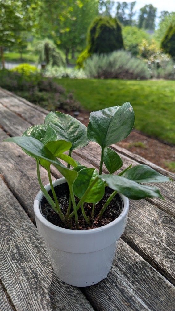 Pothos Plant In Little Ceramic Pot