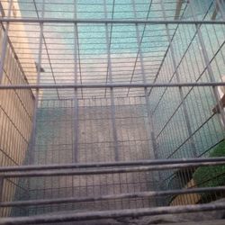 LG Dog Cages $40 ea. Or All 4 for $150.