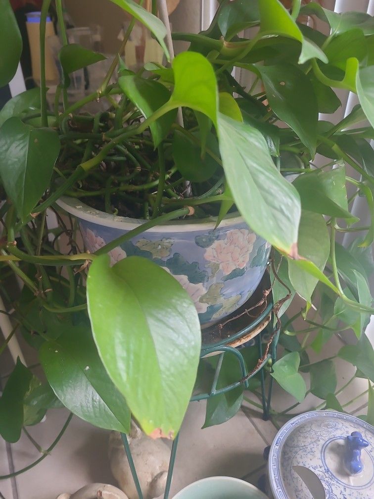 healthy and vivrant Golden Pothos (Epipremnum aureum),