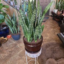 Sansevieria Snake Plants In 11in Ceramic Pot 