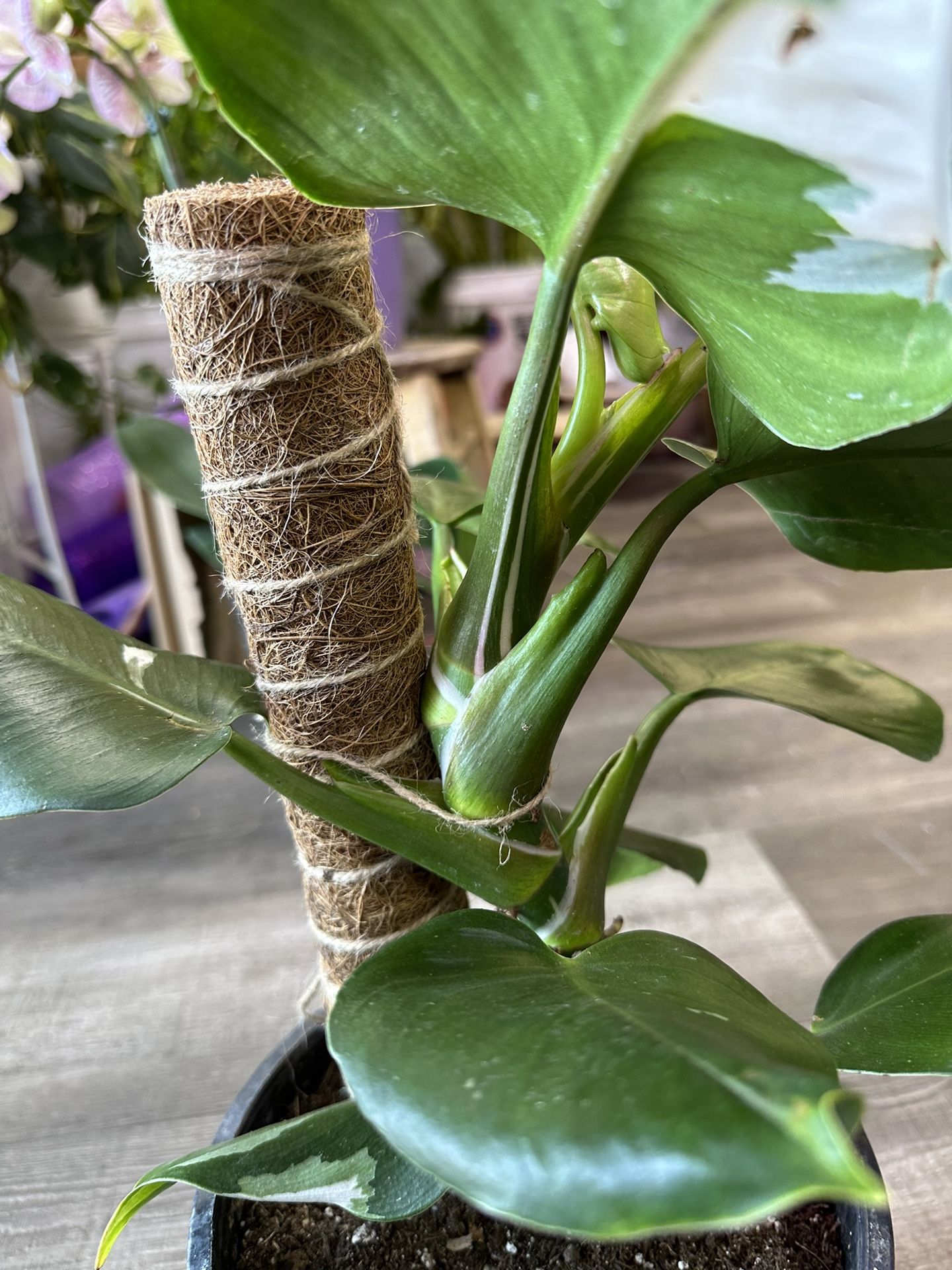 fiddle fig plant Little Fiddle Leaf Fig Medium / White