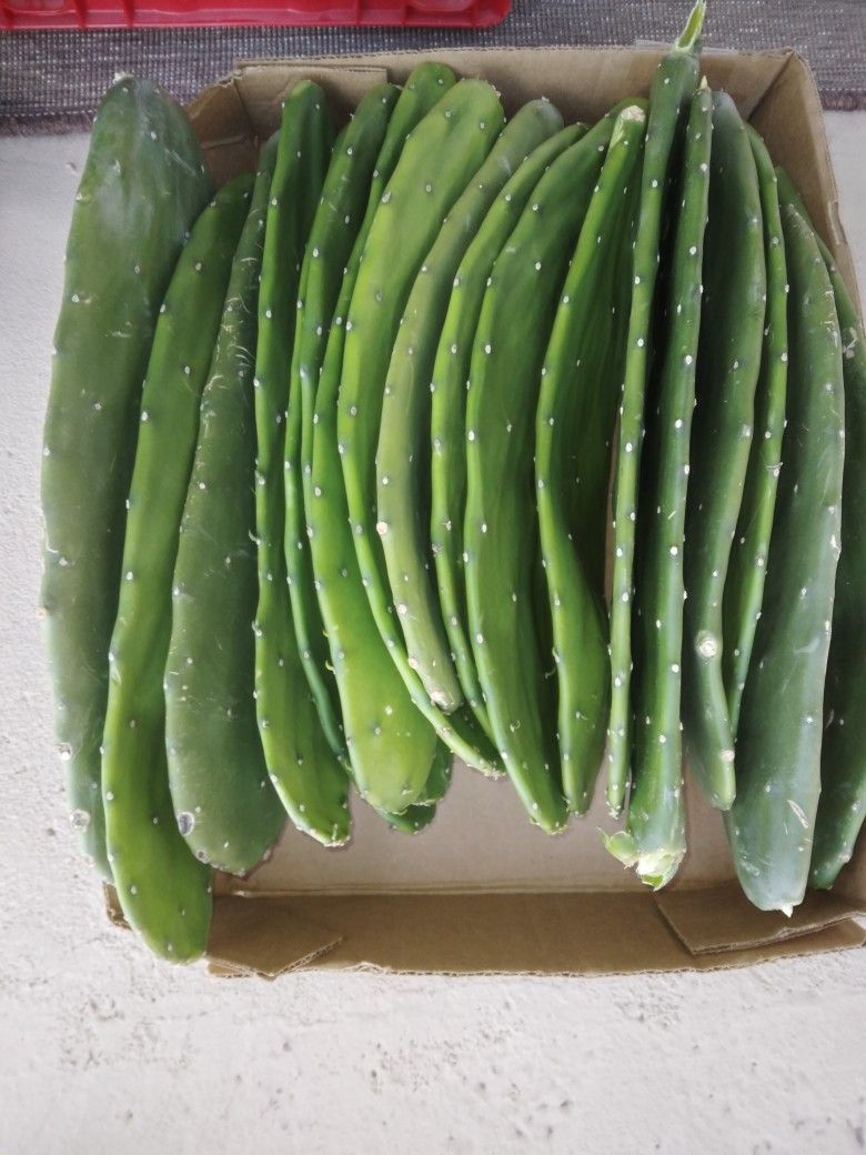 10 LBS Non-Prickly Pear Cactus Pads For Potting, Pink Flowers Red Fruit