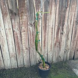 Physical Graffiti dragonfruit plant around 4ft