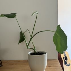 Monstera In Porcelain Pot