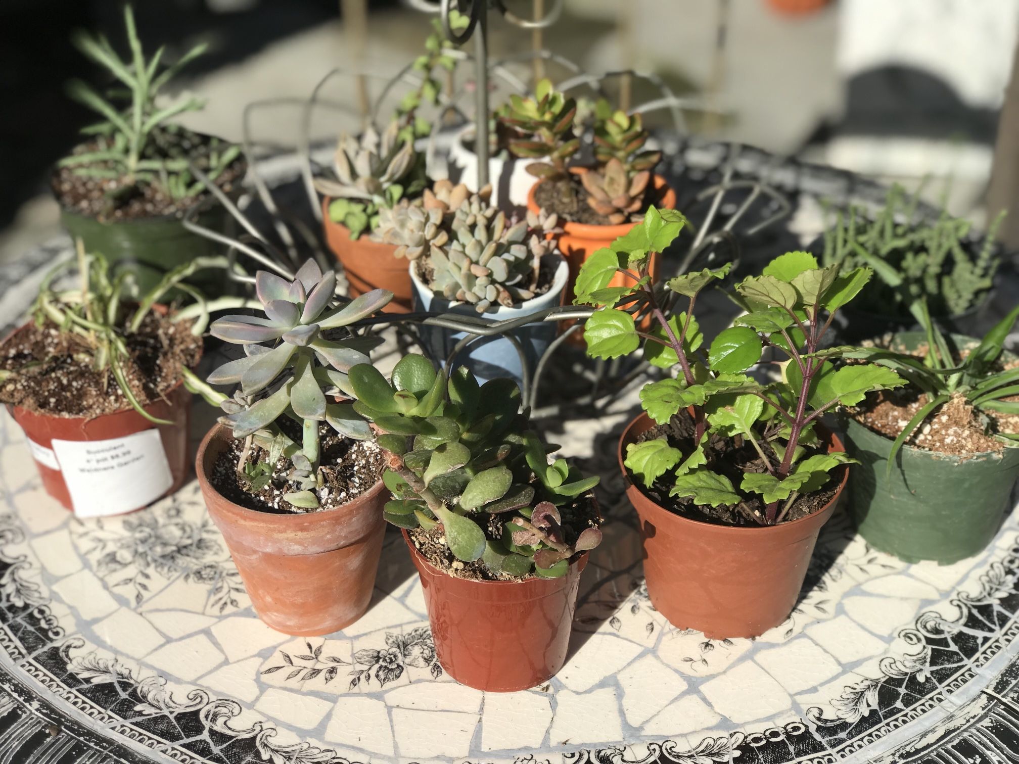 $3 Mini Plants