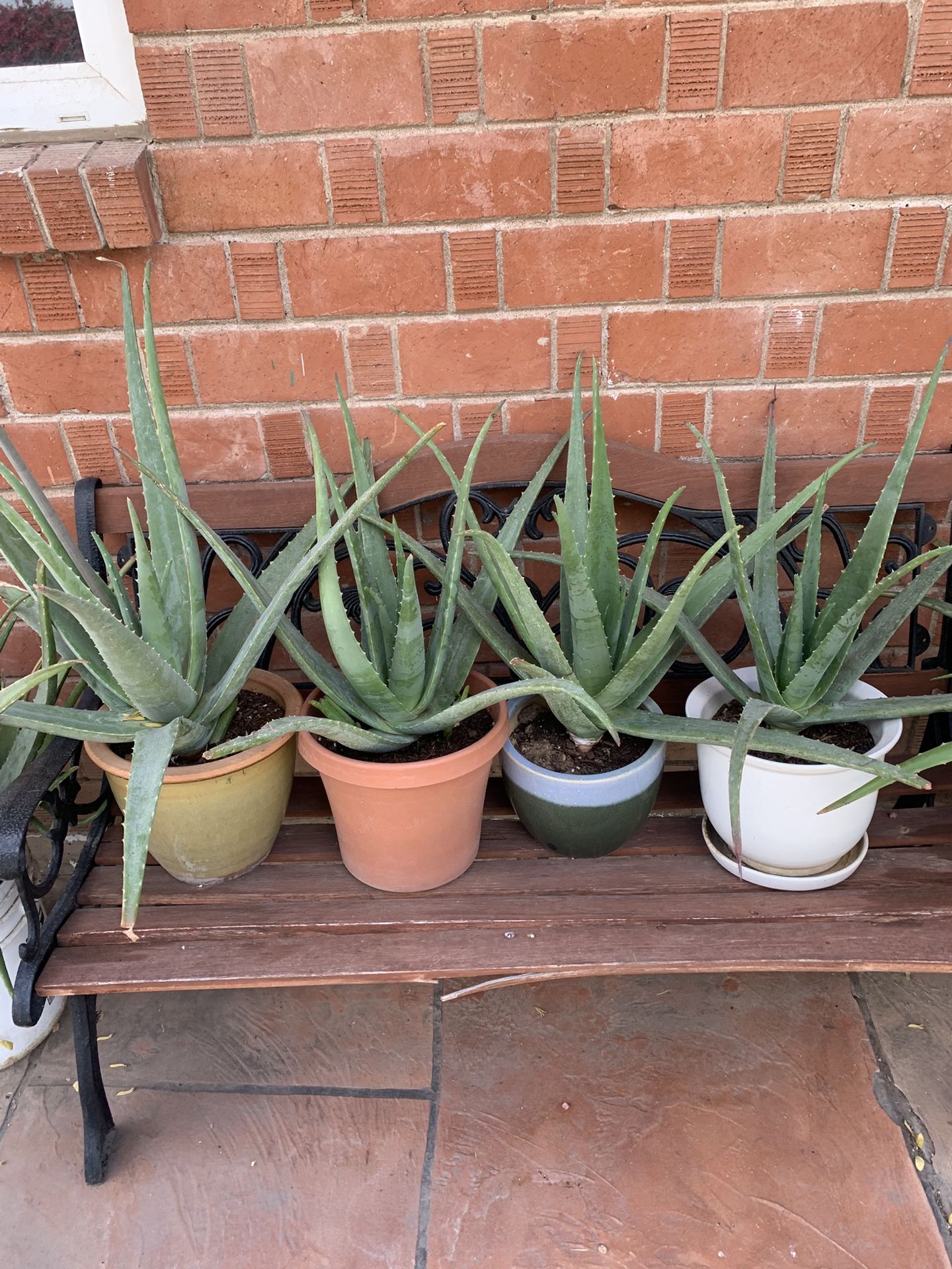 Huge Blowout Sale Clearance On All Plants For Sale