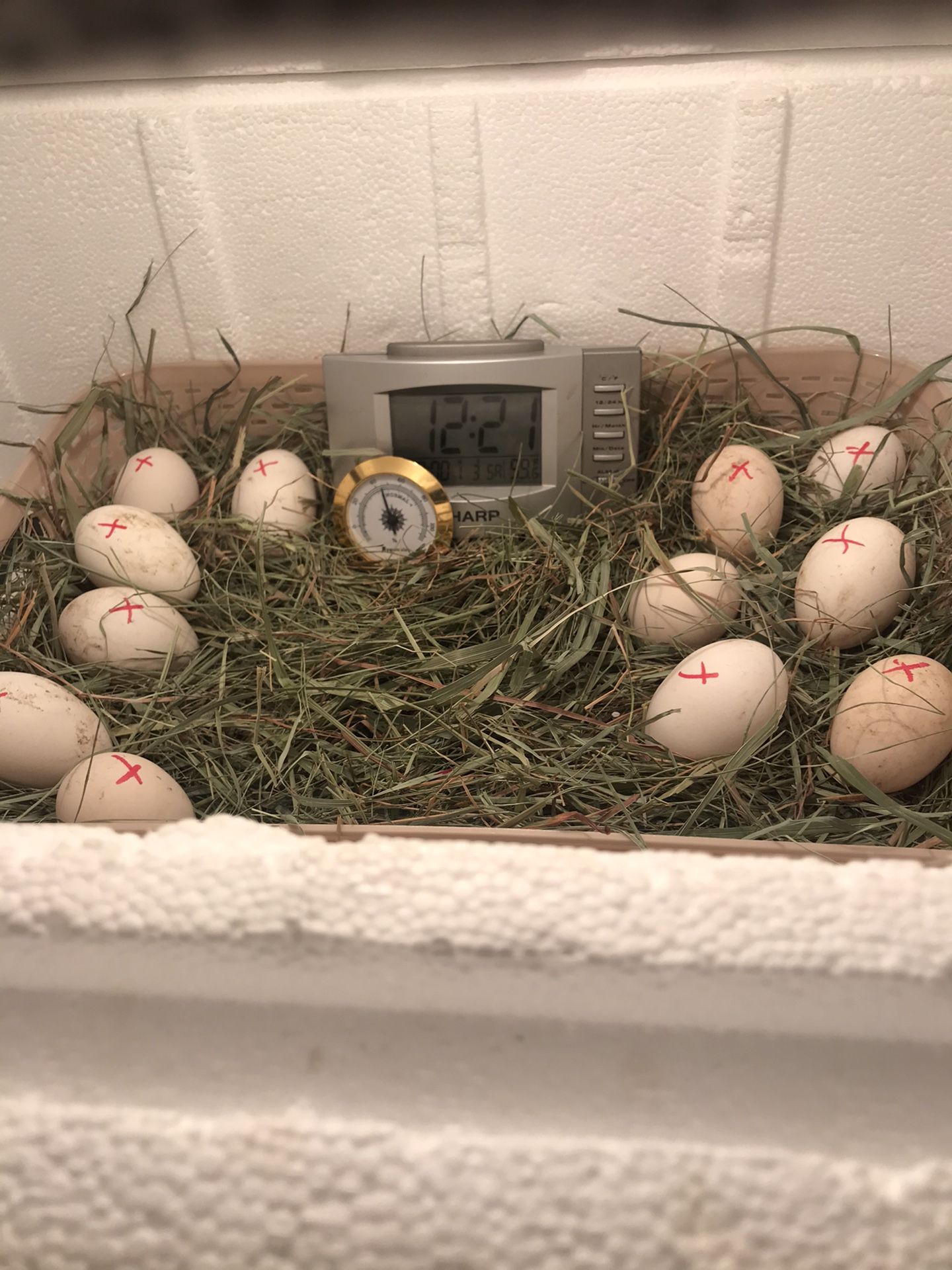 Fertile Serama bantam eggs "The World’s Smallest Chickens" (hatching eggs)