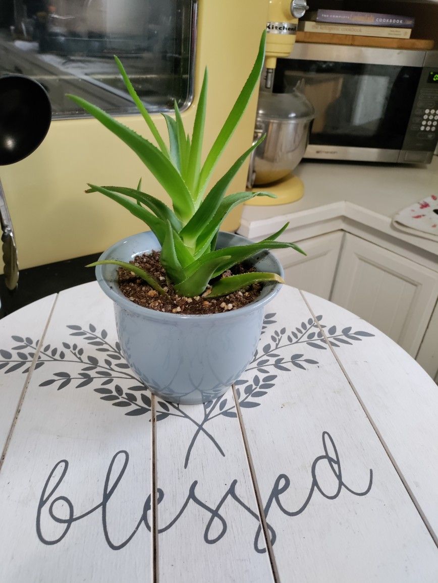 Star Succulent In Ceramic Pot
