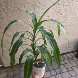 Corn Plant