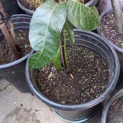 Baby Petacon Mango Tree $12