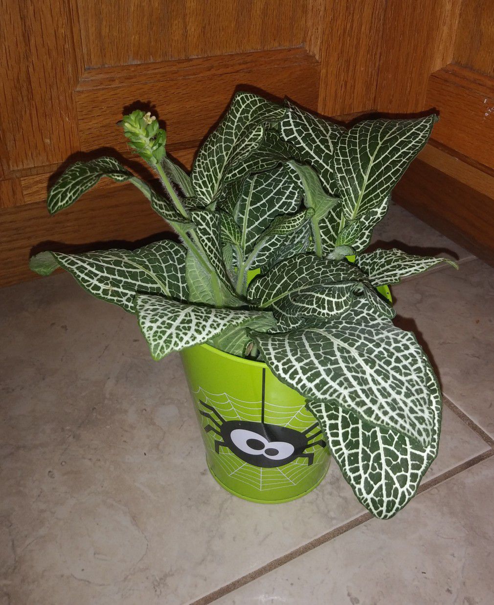 Fittonia house plants$8-$12 each pot