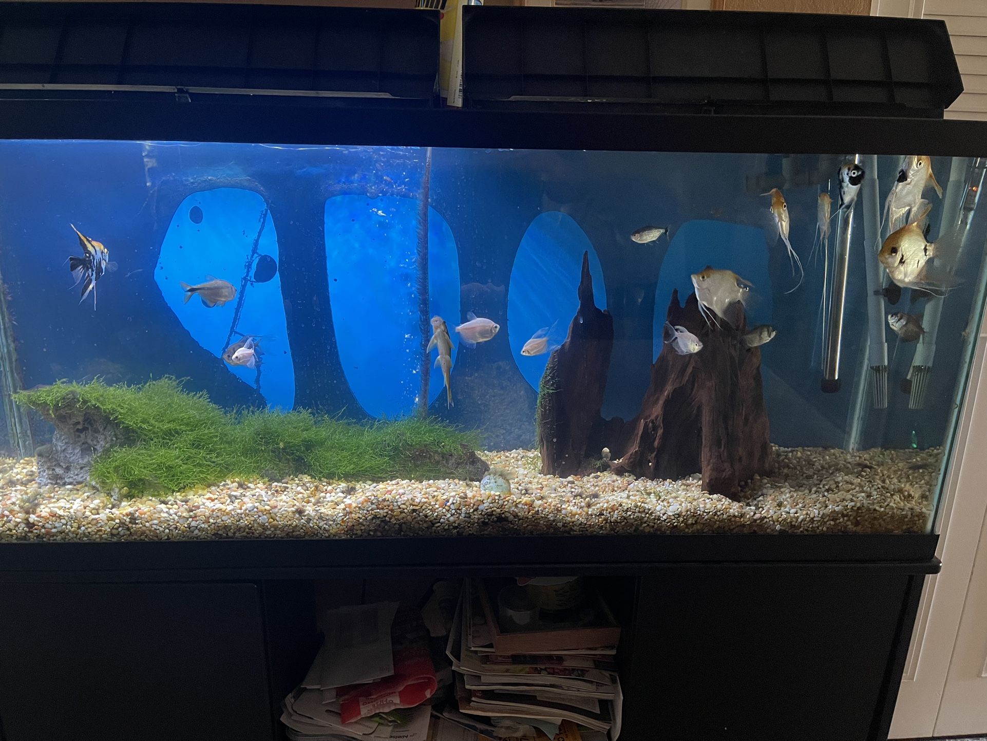 45 Gallons Aquarium $300