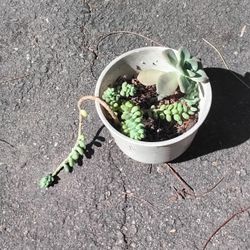 Succulent 