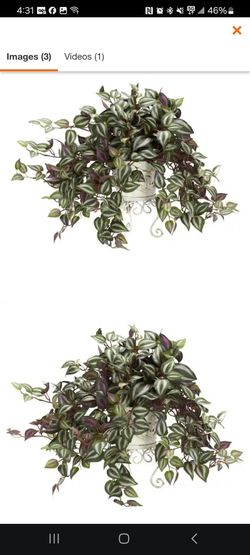 🌿 Tradescantia Zebrina (Wandering Jew / Inch Plant) Cuttings 🌿

Beautiful, fast-growing houseplant cuttings available! Each cutting is about 10 inch