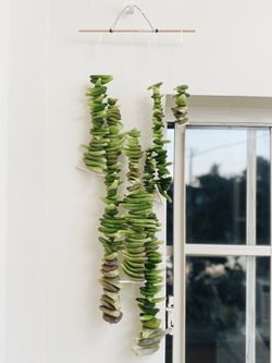 Succulent Leaf Pup Variety Pack