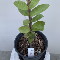 GU8- Thai White Guava Plant Growing From Seeds 