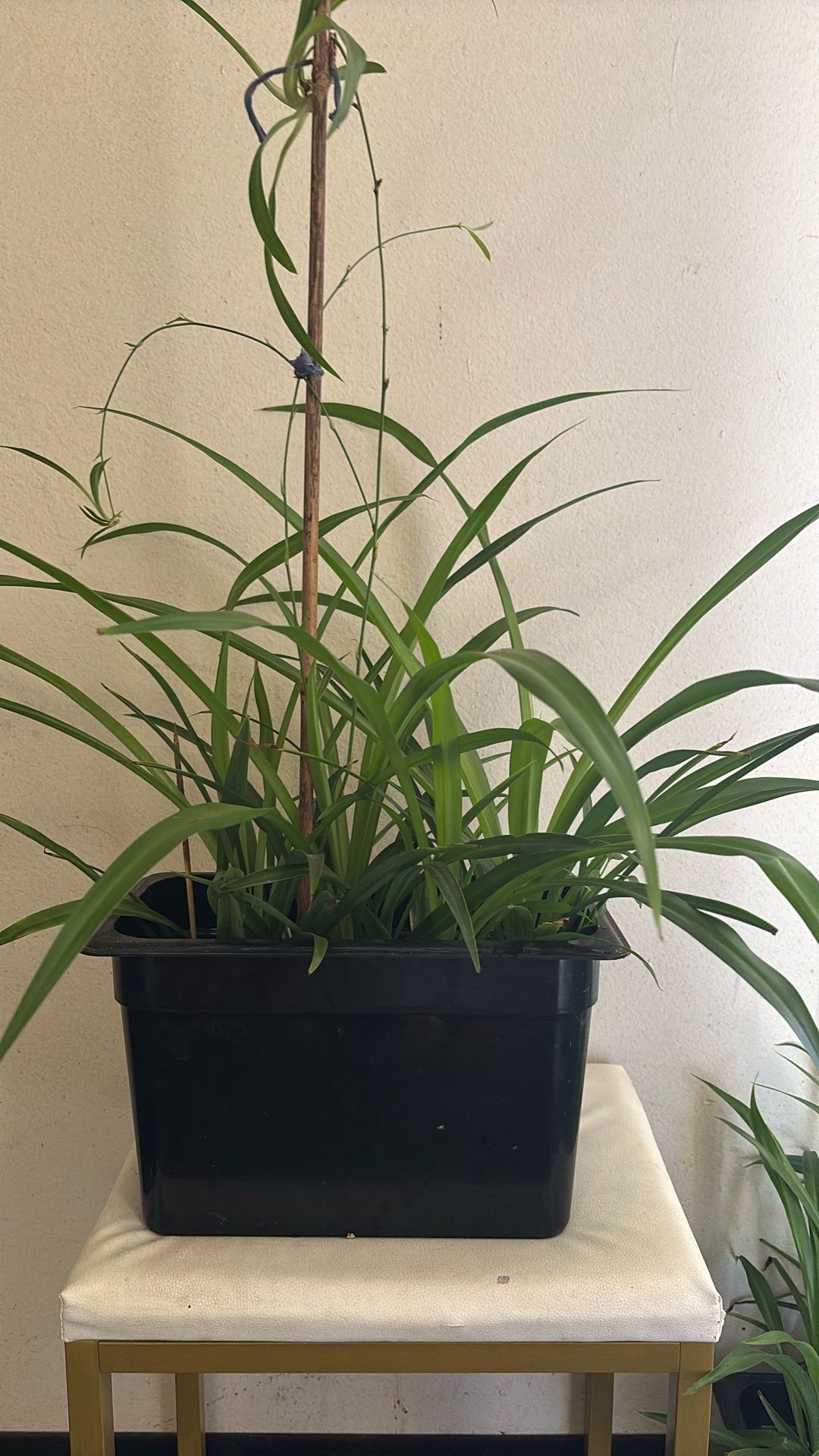 Spider Plant 