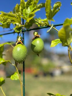 Fruit-Producing Passion Fruit (Lilikoi) Vine – 5+ ft – $60