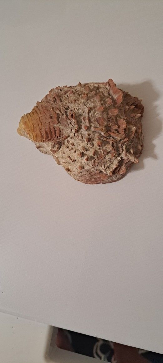 Sea Shell Fossil.
