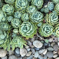 Echeveria Elegans Succulent Cuttings 