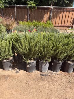 Rosemary 5 gal