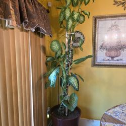 Plant