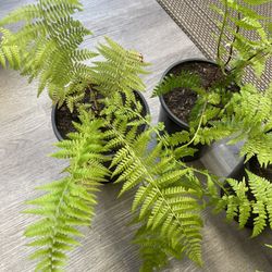 Organic Bracken (Eagle Fern) Perennial Outdoor Plant.  
