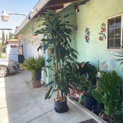 Ermosa Planta De Sombra 