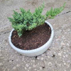 Jupiter Bonsai Plant 