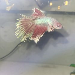 Betta 