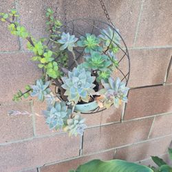 Suculentas Hermosas💖 Plantas🪴🌵